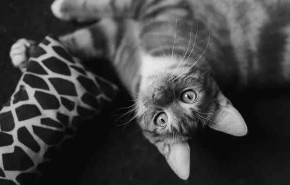Кошка, взгляд, поза, темный фон, котенок, лапки, лежит, подушка