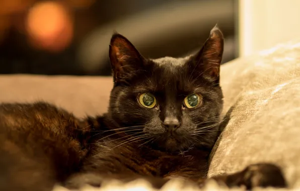 Глаза, кот, черный
