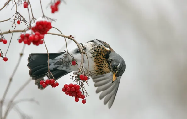 Картинка ягоды, птица, Fieldfare, Kramsvogel, Turdus pilaris