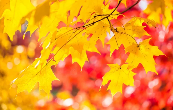 Картинка осень, листья, свет, краски, клен