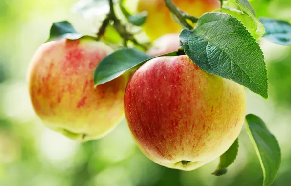 Картинка apple, fresh, food, background, autumn, branch, fall, diet