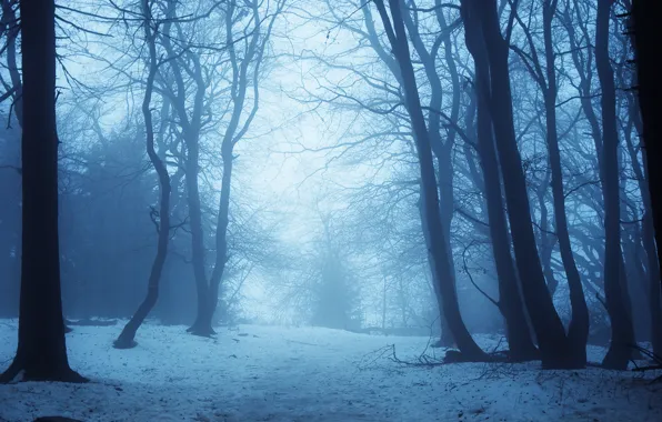 Картинка зима, снег, деревья, сумерки