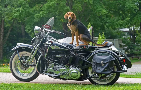 Собака, Harley, Мото, Настроение.