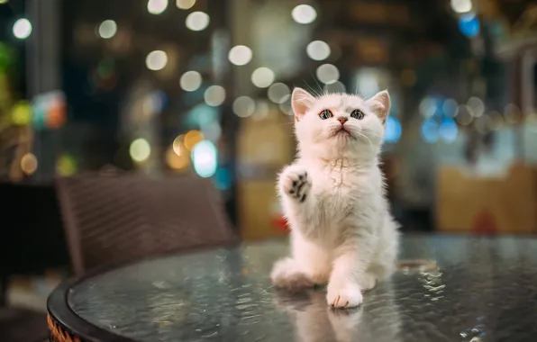 Картинка кошка, белый, взгляд, поза, стол, лапки, малыш, кафе