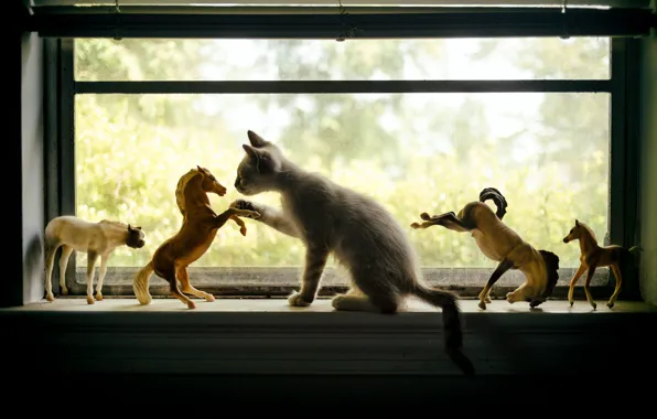 Кошка, кот, котенок, кони, лошади