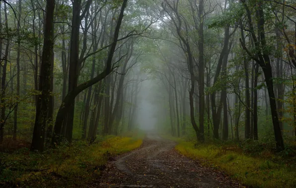 Картинка дорога, лес, туман