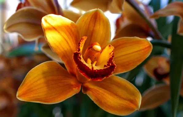 Цветок, природа, красота, орхидея, красивый цветок