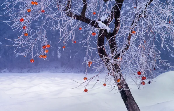 Зима, снег, дерево, Япония, плоды, хурма, Фукусима