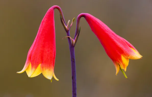 Картинка цветок, краски, Австралия, Новый Южный Уэльс, Gibraltar Range National Park