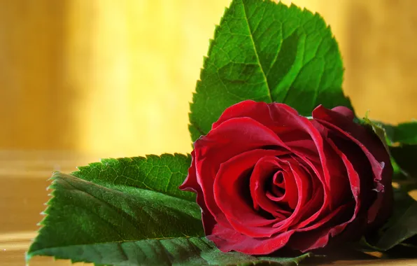 Стоковые фотографии по запросу Любовь розы