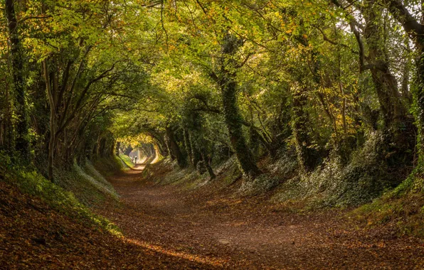 Картинка дорога, осень, деревья, Англия, туннель, тоннель, England, Западный Суссекс