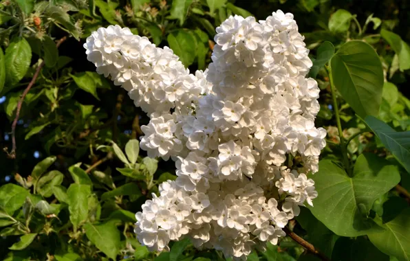 Листья, сирень, белая сирень