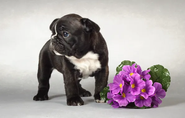 Картинка цветы, собака, щенок