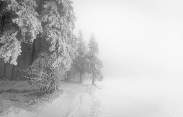 Зима, лес, туман