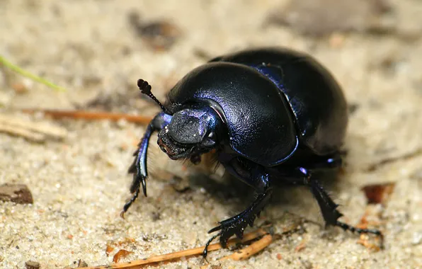 Картинка black, beetle, insect