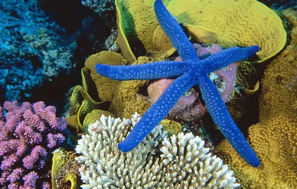 Картинка море, кораллы, морская звезда, подводный мир, underwater