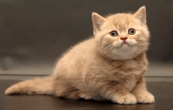 Картинка взгляд, малыш, котёнок, Британская короткошёрстная кошка