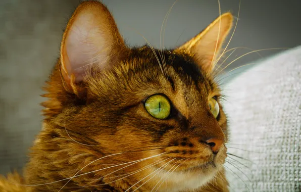 Картинка кошка, глаза, кот, усы, взгляд, морда, зеленые, уши