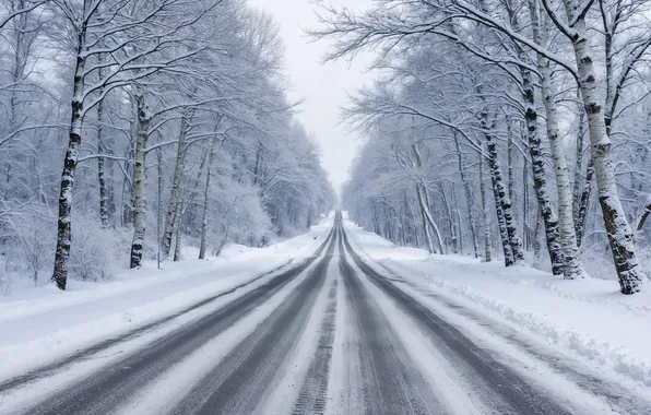 Зима, дорога, лес