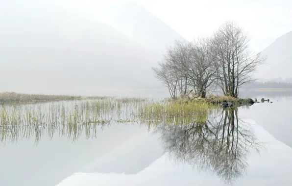 Картинка деревья, пейзаж, туман, озеро, утро