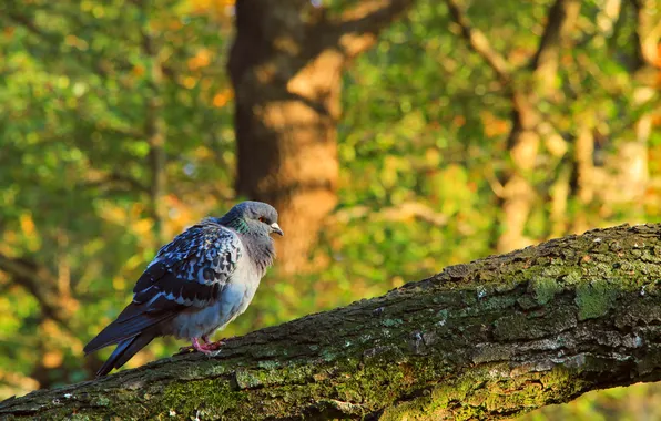 Bird, tree, pigeon