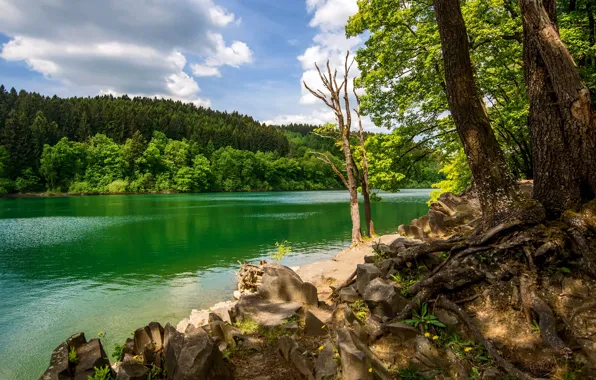 Картинка зелень, лес, лето, небо, солнце, облака, деревья, река