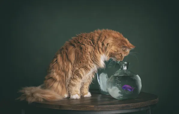 Кошка, кот, аквариум