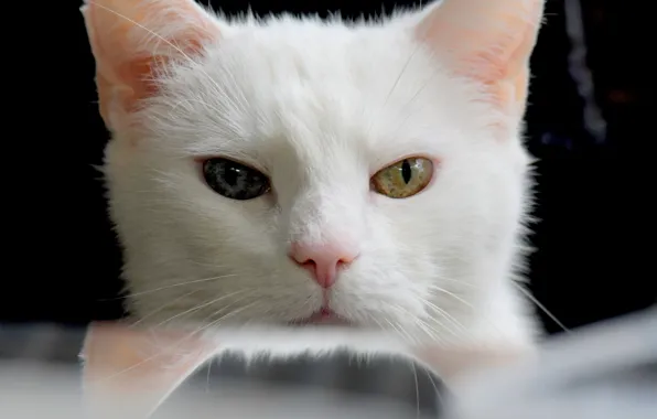 Белый, глаза, котейка