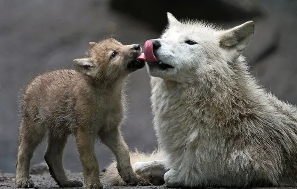Nature, snow, predator, face, animal, wolf, wildlife, portrait