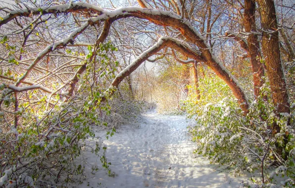 Зима, лес, снег, деревья, HDR, forest, роща, тропинка