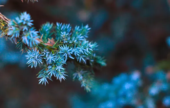 Tree, gren, twig