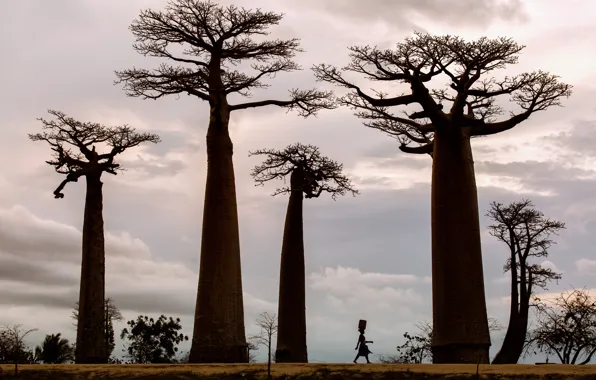 Деревья, женщина, Африка, баобабы