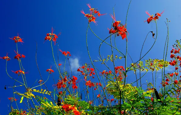 Картинка небо, трава, листья, макро, цветы, растение