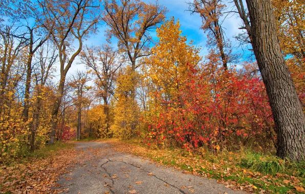 Дорога, осень, листья, деревья, парк