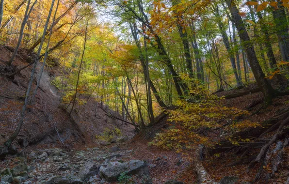Colors, forest, trees, tranquility