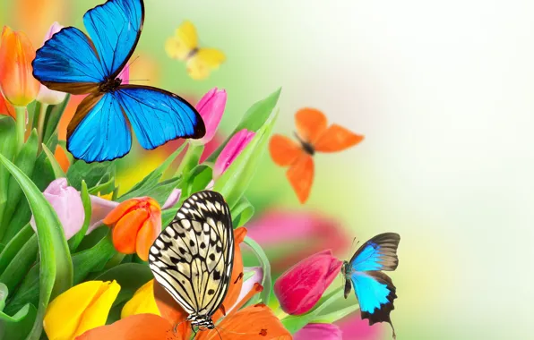 Бабочки, цветы, весна, colorful, тюльпаны, fresh, flowers, beautiful