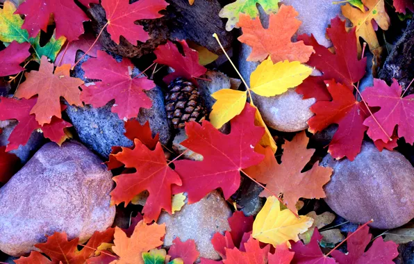 Осень, листья, Камни, клён, шишки