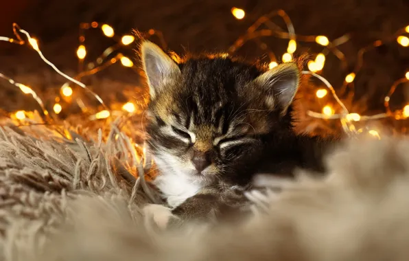 Кошка, огни, поза, котенок, сон, спит, Новый год, мех