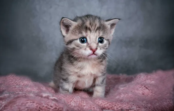 Кошка, взгляд, котенок, серый, малыш, серый фон, мордашка, полосатый
