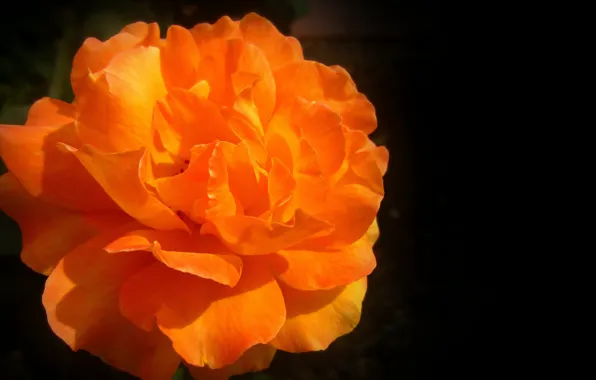 Роза, оранжевая, rose, orange