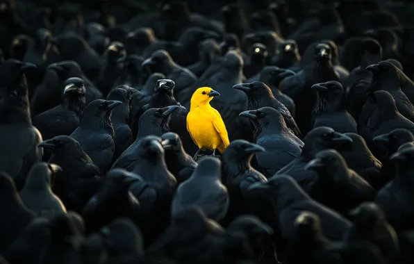 Картинка yellow, ravens, canary, among