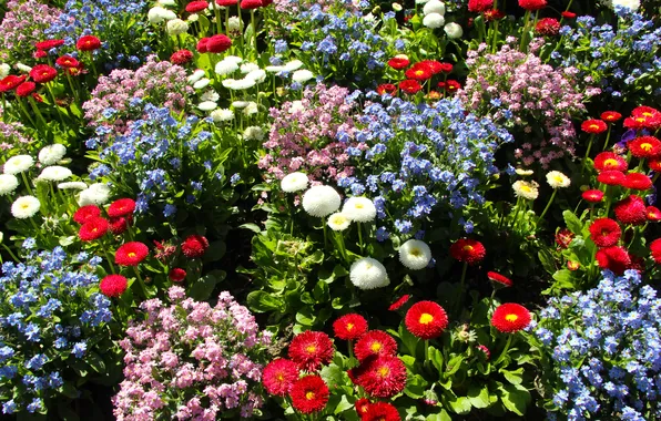 Garden, spring, colorfull, blooming