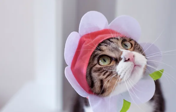 Кошка, кот, взгляд, морда, серый, фон, портрет, ромашка