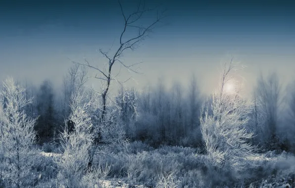 Зима, иней, лес, пейзаж, ночь