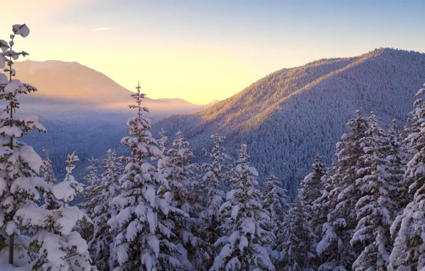 Картинка зима, лес, небо, снег, горы, природа, хвойные деревья
