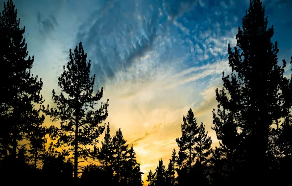 Sky, sunset, sun, silhouette of tree