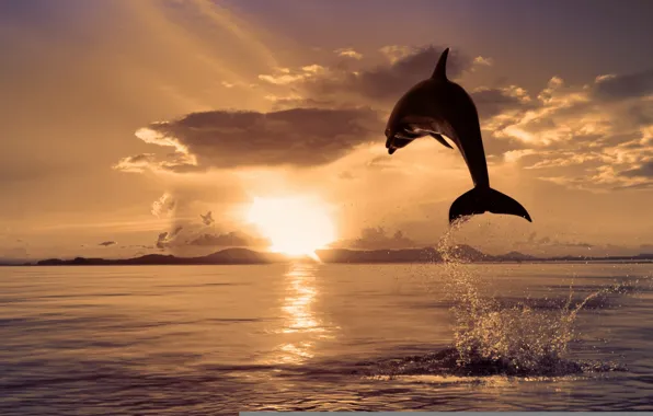 Картинка море, природа, дельфин, прыжок, цвет