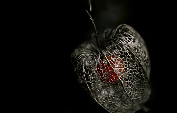 Ягода, скелет, физалис