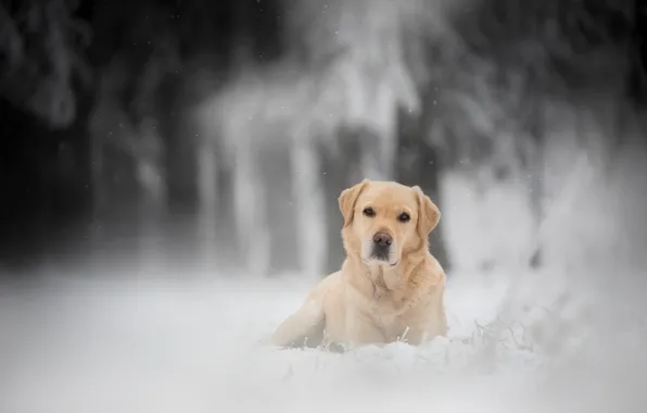 Картинка зима, лес, взгляд, снег, собака, боке, Лабрадор-ретривер