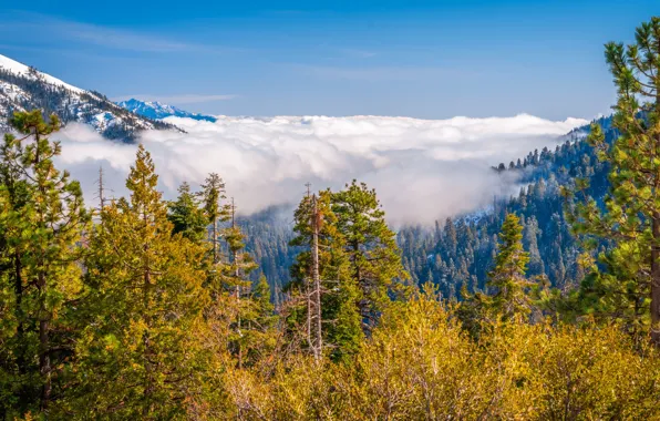 Картинка лес, облака, деревья, горы, США, Kings Canyon National Park